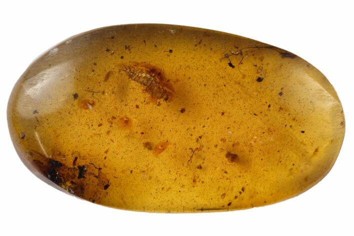 Detailed Fossil Larva In Amber - Myanmar #128831